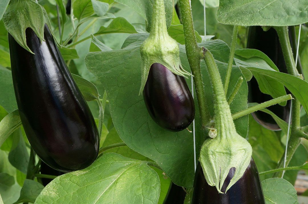 Fusiebedrijf wordt grootste auberginebedrijf van Nederland. - Foto: Gerard Boonekamp