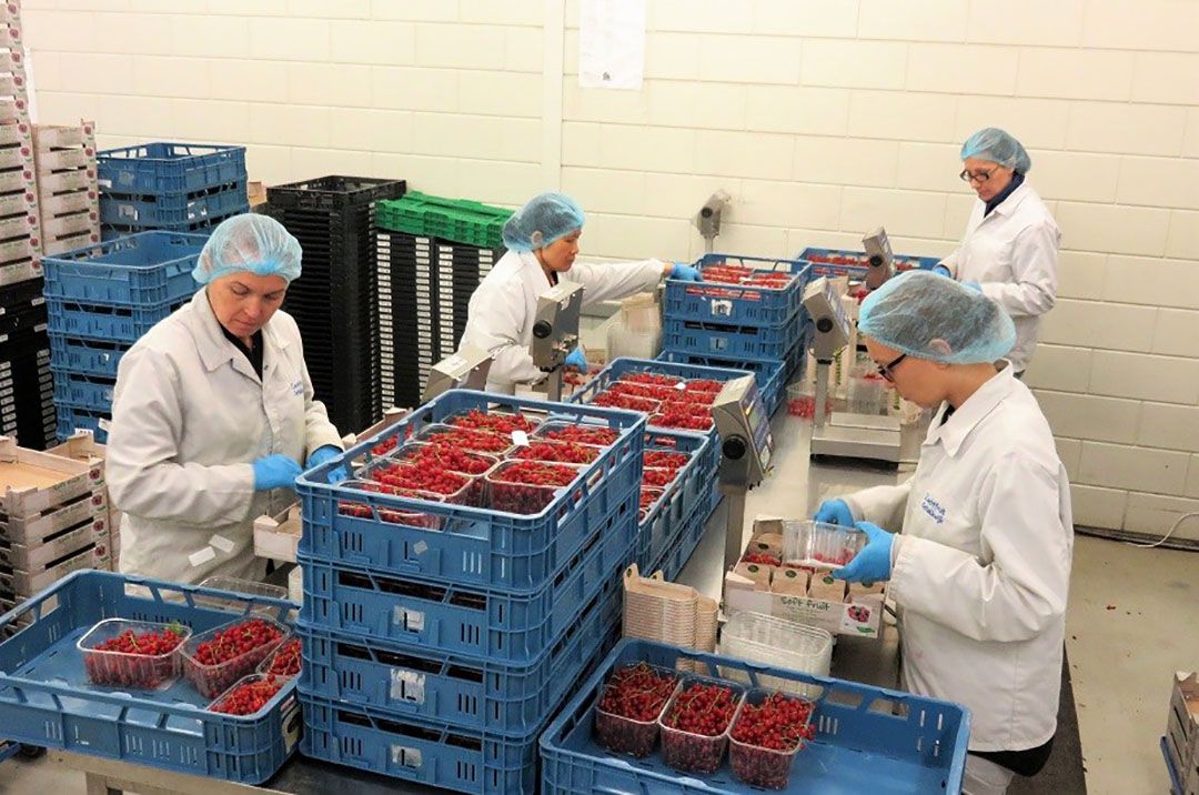 Schade door tekort aan arbeid ook opgenomen in steunaanvraag groente en fruit. Foto: Ton van der Scheer.