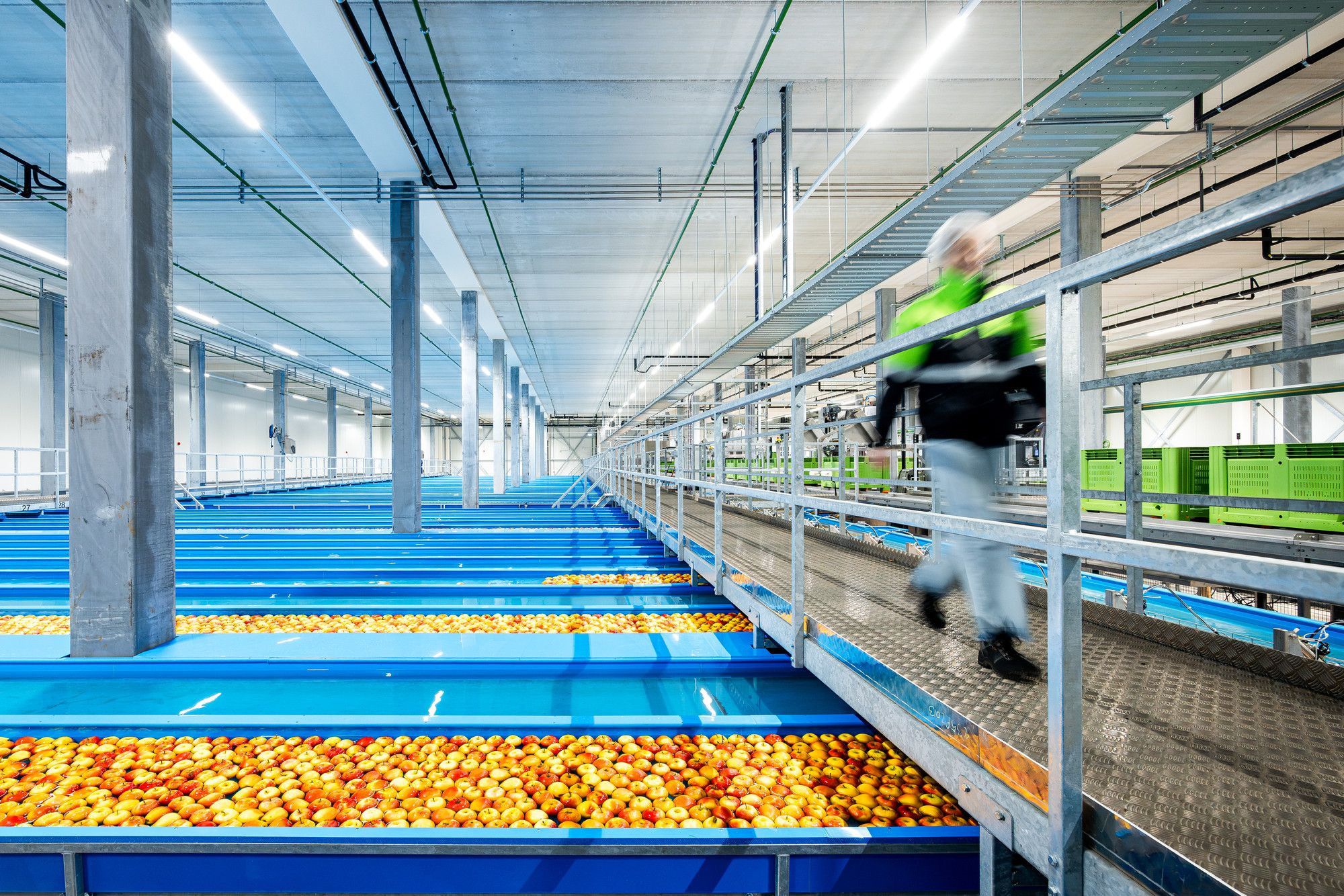 Er is een volledige geautomatiseerd hoogbouwmagazijn van 23 meter hoog gerealiseerd, met ruimte voor meer dan 10.000 voorgesorteerde voorraadbakken. Foto: FruitMasters