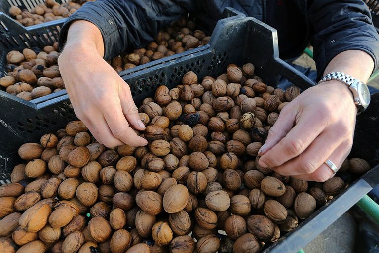 Om in de Nederlandse behoefte aan wal- en hazelnoten te voorzien,  zou 1.000 hectare notenaanplant nodig zijn. - Foto: ANP