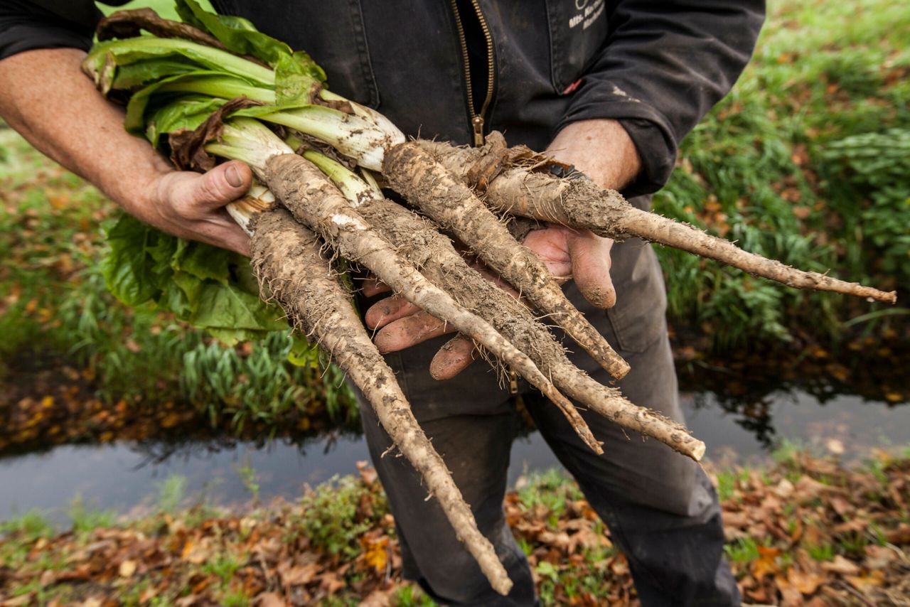 WItlofpennen moeten in 2020 PlanetProof of biologisch zijn. - Foto: Foto: Koos Groenewold