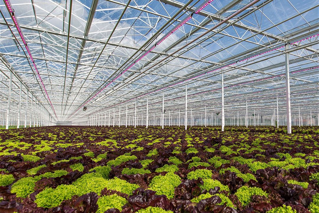 Slateelt in de kas. - archieffoto: Philips Horticulture