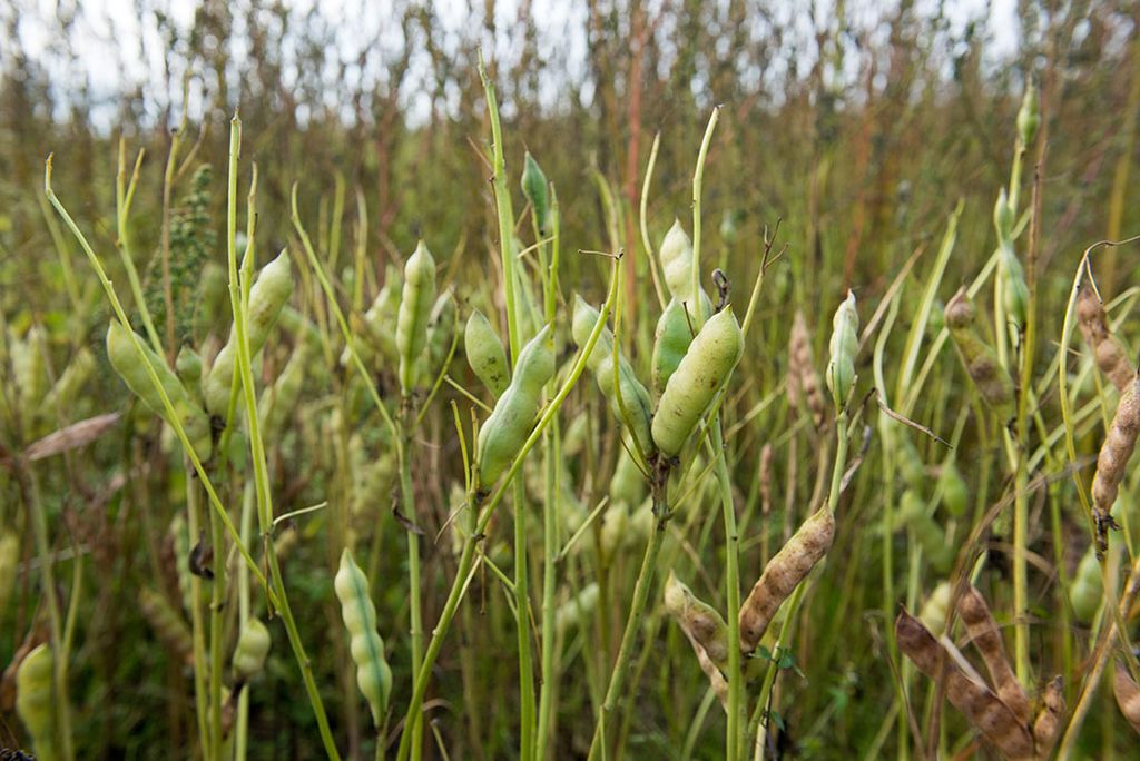 Denemarken wil de teelt van eiwitgewassen voor humane consumptie stimuleren. - Foto: Frank Uijlenbroek