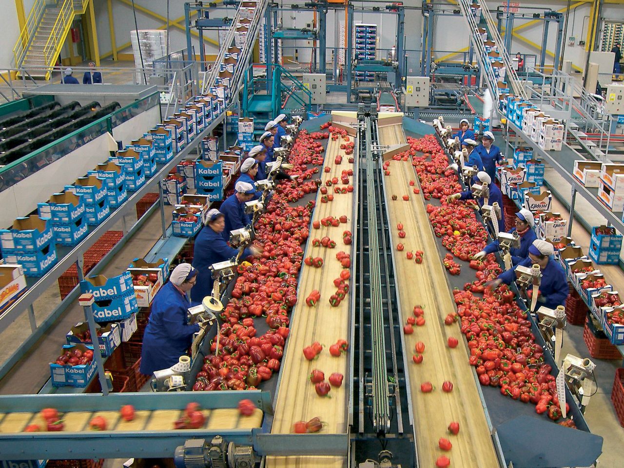 Paprika's sorteren in Spanje. - Foto: Groenten&Fruit