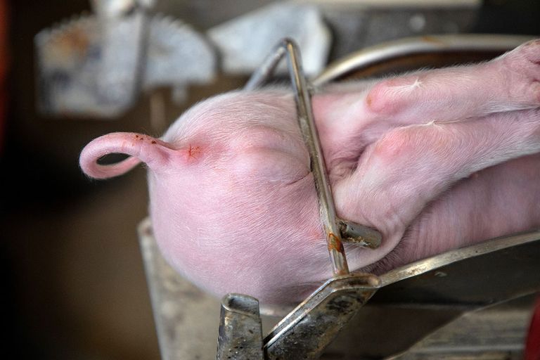 Foto: Herbert Wiggerman