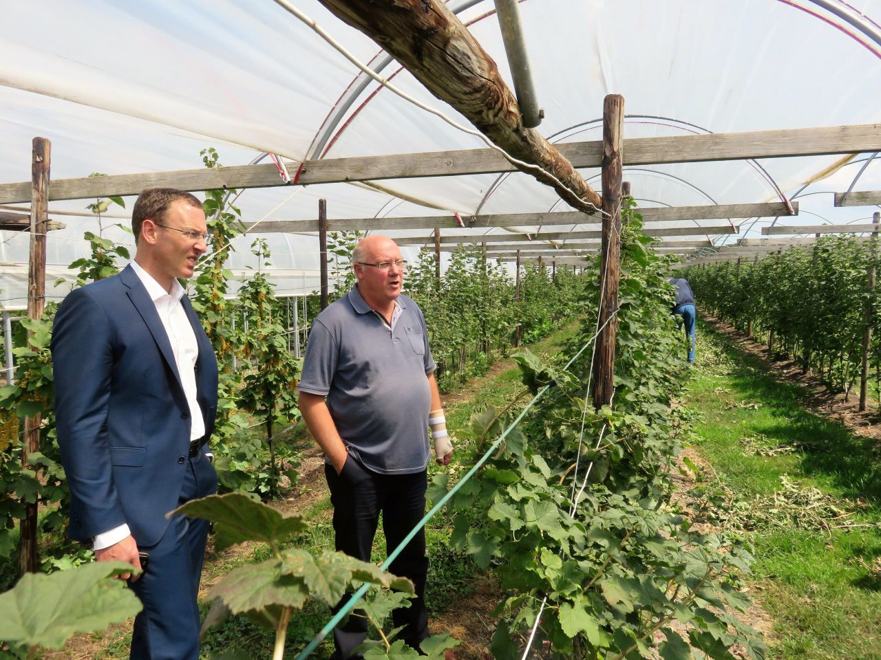 Joris Baecke (LTO) en fruitteler Anton van Garderen bij door meeldauw aangestaste rode bessen struiken. "Soms red je het niet met biologische bestrijding."- foto: Ton van der Scheer