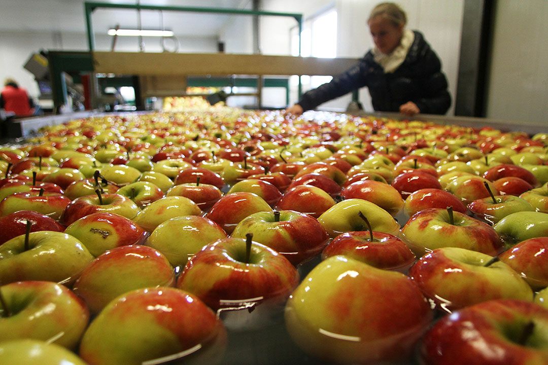 Meer Europese marktgegevens komen naar buiten over marges op appels. Foto: Ton van der Scheer.