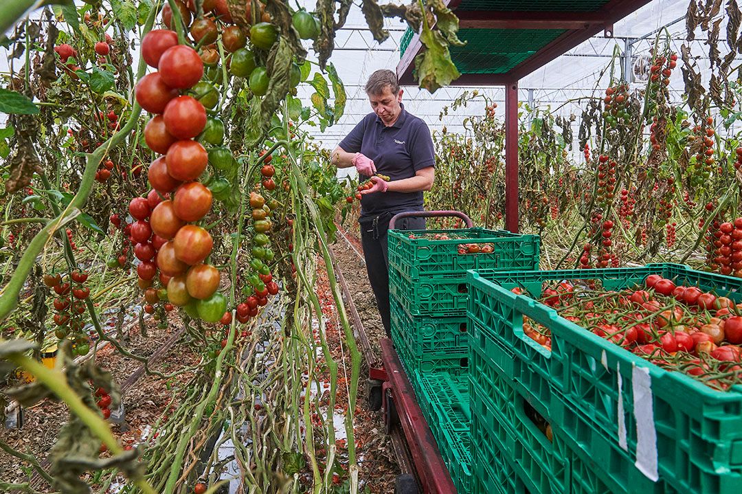 Oogst van tomaten. - Foto: Van Assendelft