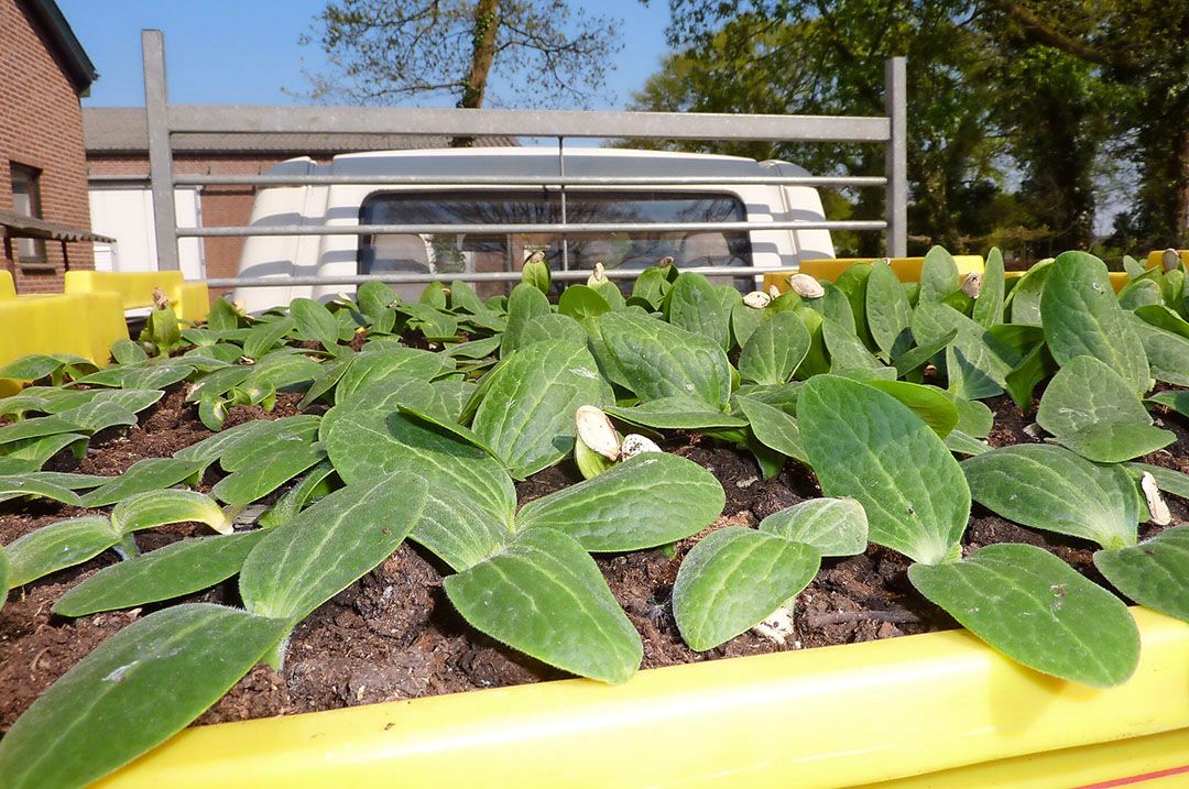 Courgetteplanten - Foto: Stan Verstegen