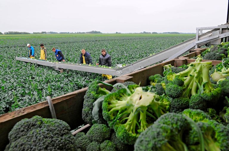 Oogst van broccoli. Sommige telers krimpen hun biologische areaal in afwachting van betere tijden, een enkeling stopt er zelfs mee. - Foto: Marten Sandburg