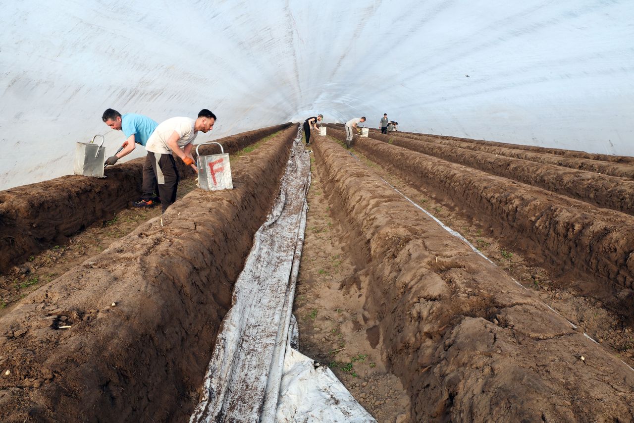 Het oogsten van asperges in blaastunnels. Dit aspergeseizoen verliep vrij constant. Foto: Bert Jansen