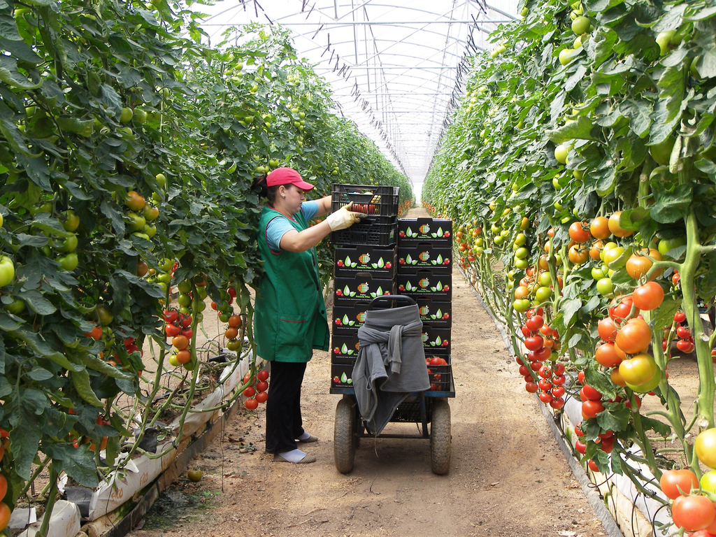 Spaanse tomatenprijzen historisch laag