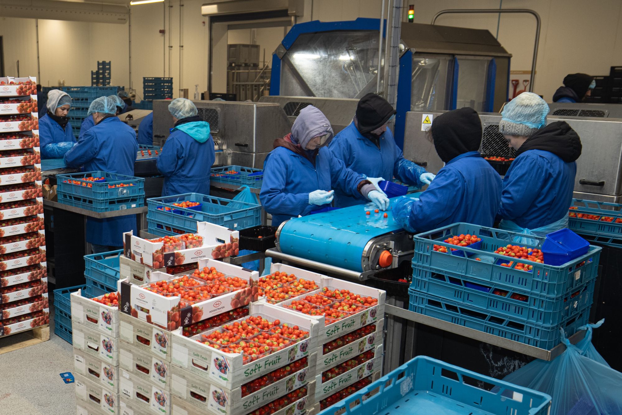 Nederlanders hebben het hele jaar trek in zachtfruit. Voor aardbei kan die vraag zo goed als jaarrond ingevuld met Nederlands product. Foto: Peter Roek