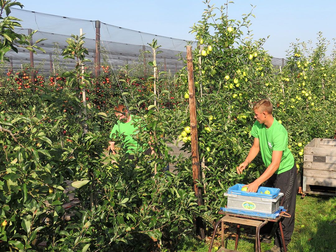 Appelplukkers in actie op een Zeeuws fruitbedrijf. - Foto: Ton van der Scheer