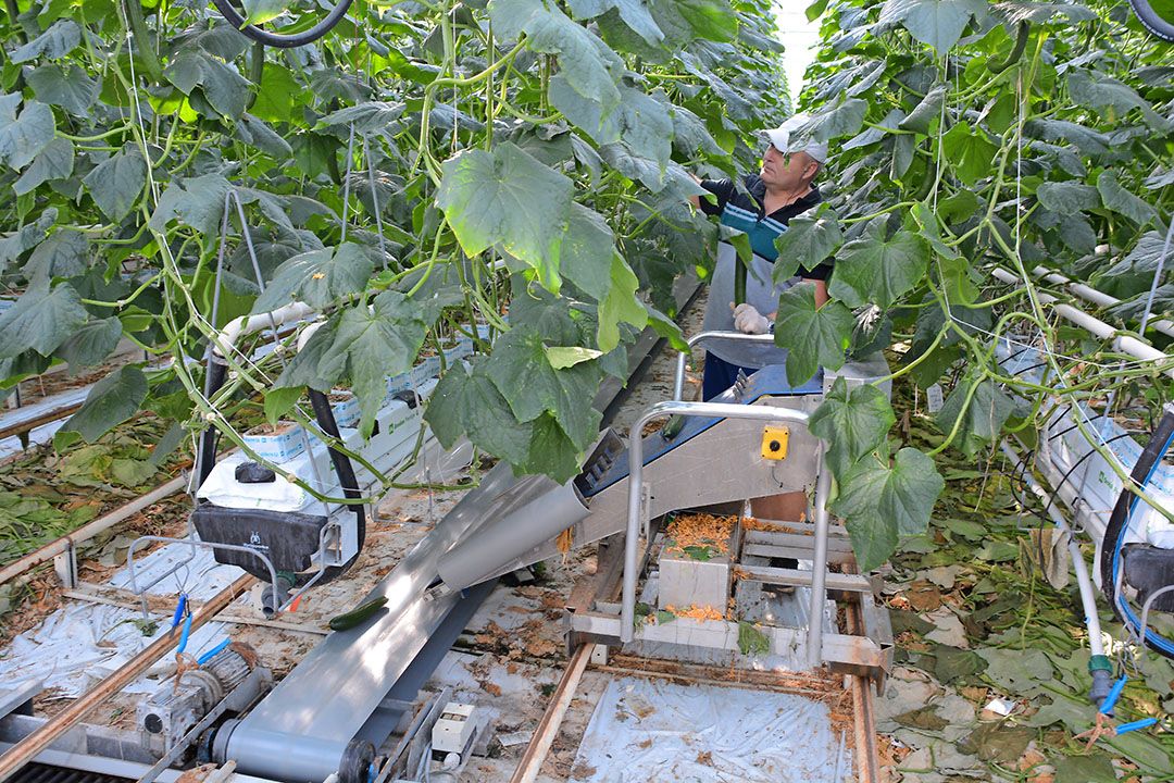 Komkommerteelt in de kas. De tuinbouw is meer in beeld voor afname van warmte via netwerk Warmtelinq. - Foto: Peter Visser