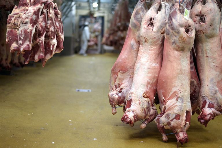 Het aantal varkensslachtingen in Frankrijk neemt af. Ook de in- en uitvoer van varkensvlees krimpt. - Foto: ANP