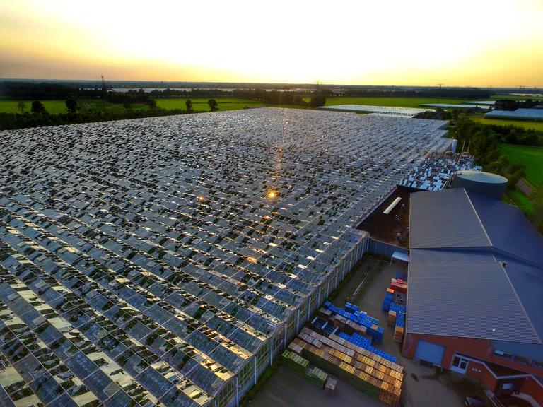 In de kern van de bui was niets tegen de hagel bestand, iets uit het centrum hadden tuinders met gehard glas minder of geen schade. - foto: Bert Jansen