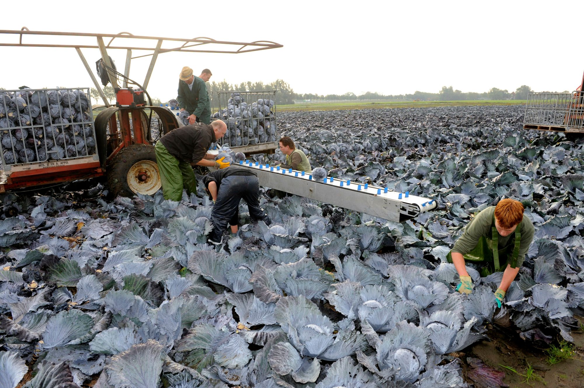 Rodekool is al zoet van nature. - Foto: Fotobureau Dijkstra