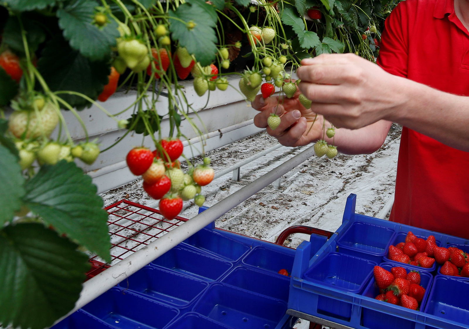 Fruitprijzen in de winkel stijgen opvallend