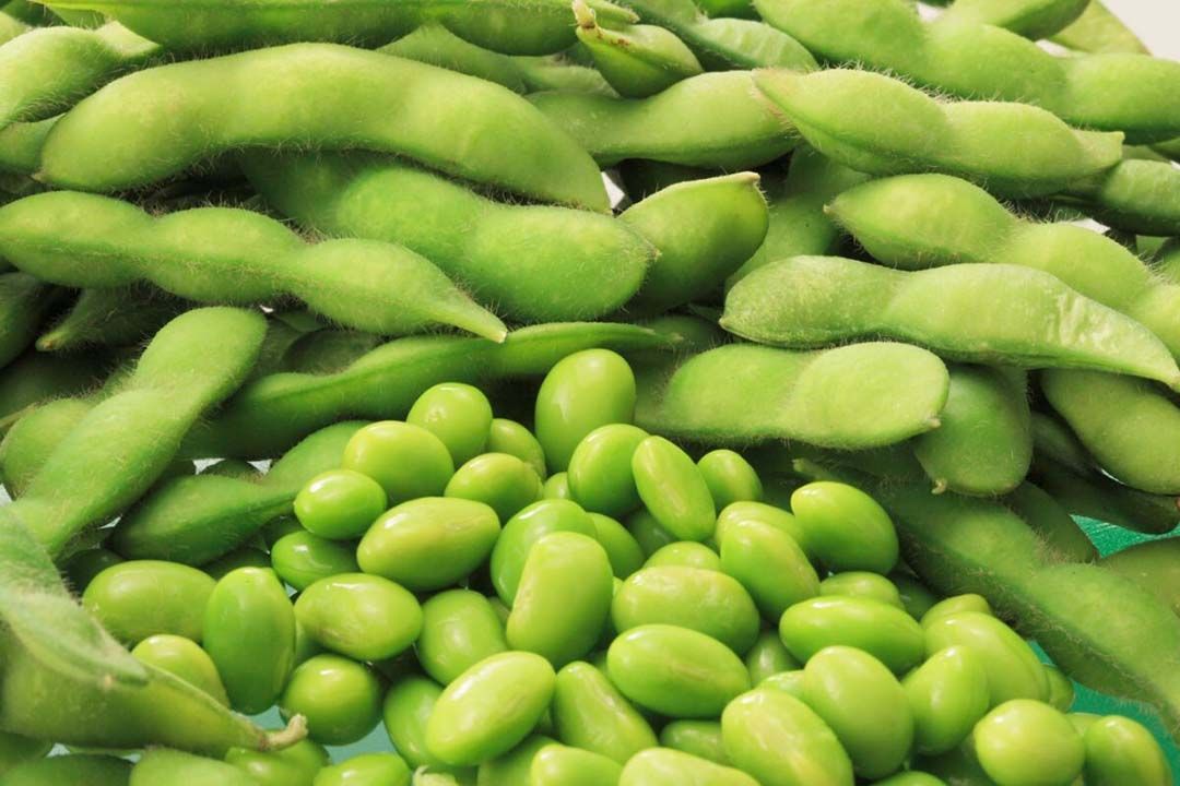 Edamame zijn jonge, groene sojabonen die worden geoogst voordat de peulen volledig rijp zijn. - Foto: Canva/gyro