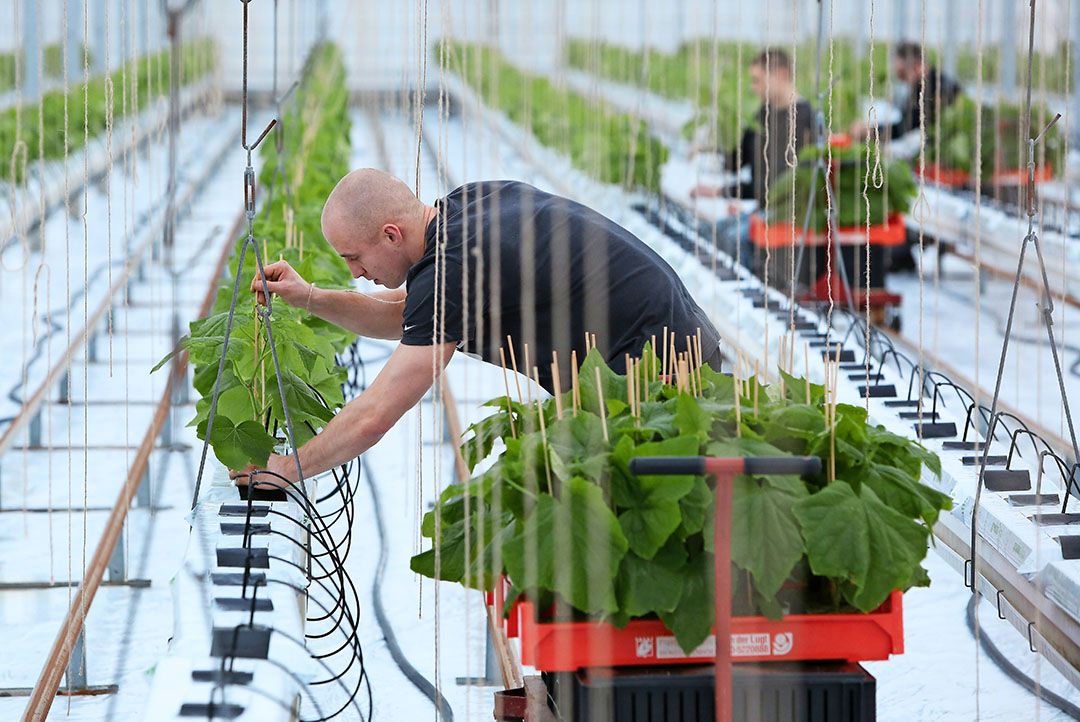 Voor personeel in de kas stellen de werkgevers voor 2021 en 2022 2% loonsverhoging voor. - Foto: VidiPhoto