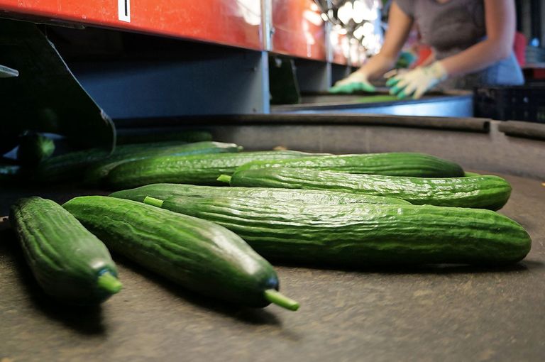 Sorteren van komkommers. - Foto: Gerard Boonekamp