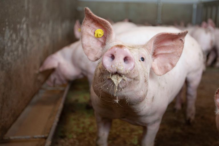 Varkensvlees heeft een grondstofefficiëntie van ruim 9%. - Foto: Hans Banus