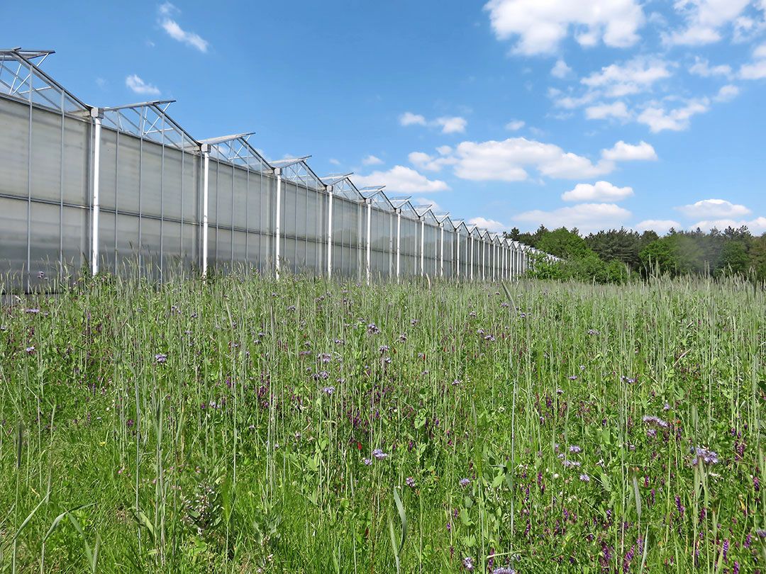 Van kassen tot en met natuurbeheer, De SER ziet transitiepaden genoeg om als boer of tuinder 2050 te halen.   Foto: Ton van der Scheer