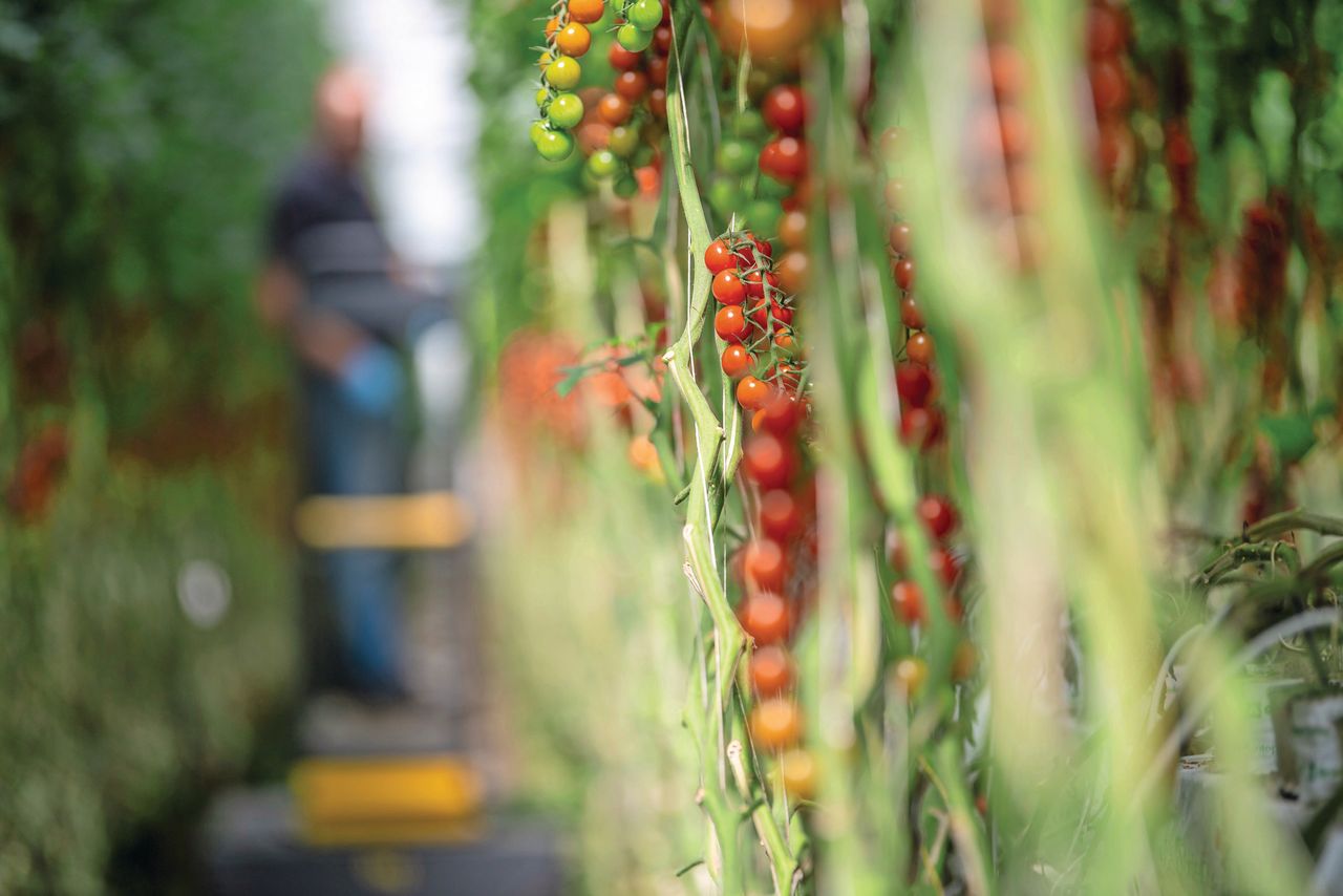 Over gebruik van verse gember op tomatenbedrijven bestaat geen NVWA-advies. Is dat nodig? Foto: Mark Pasveer.