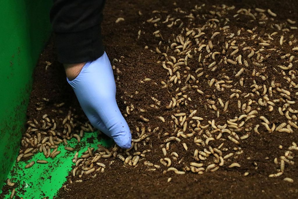 Insectenkweek bij Protix. - Foto: Reuters