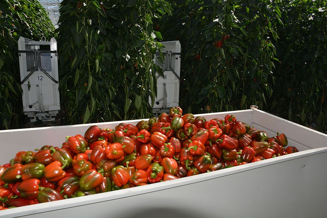 Schade in paprika het gevolg van technisch mankement of teeltbeslissinigen? Foto: Peter Visser.