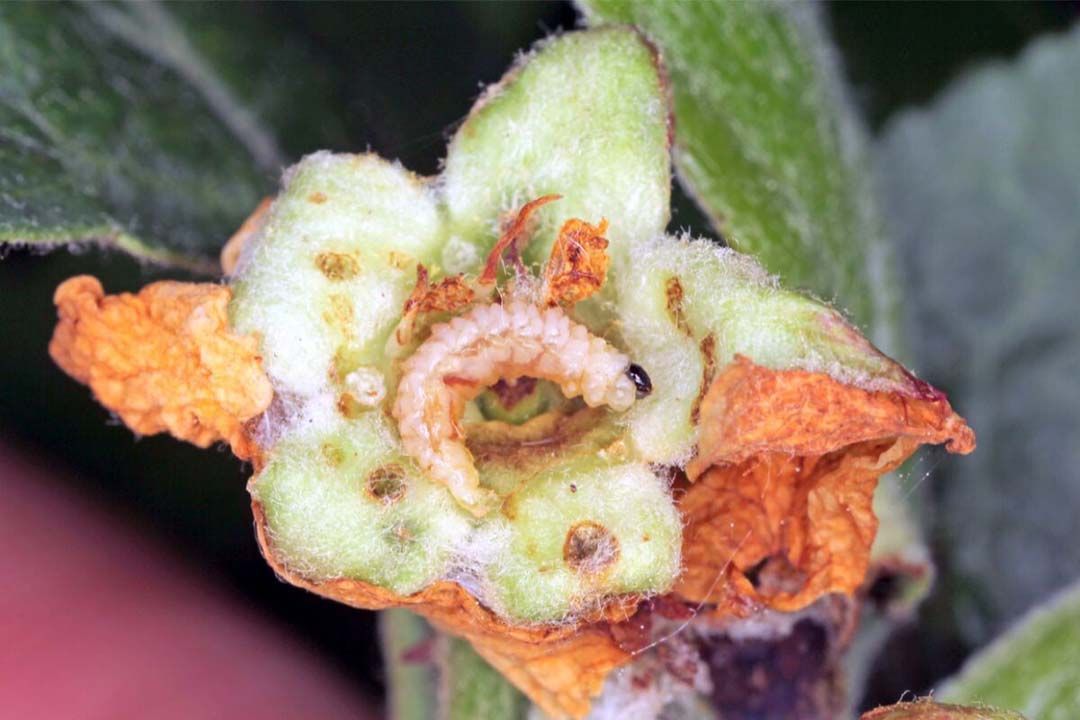 De appelbloesemkever legt eitjes in de bloemknop van de appelboom, waarna de larve zich een weg door de knop vreet. - Foto: Canva/Tomasz Klejdysz