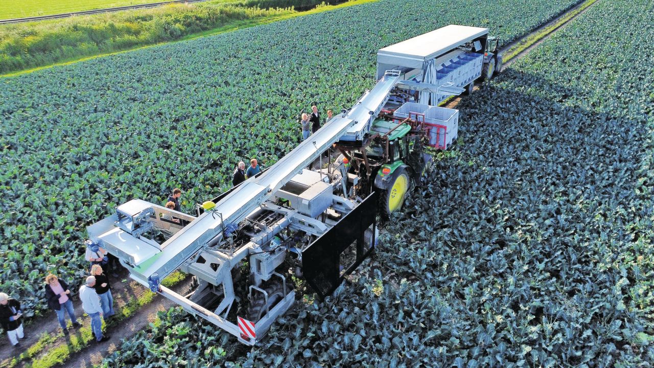 Om de geoogste broccoli te kunnen vervoeren naar oogstwagens, was het noodzakelijk een uitschuifbare band te ontwikkelen die een overspanning aankan van 5,5 tot 10,5 meter. Foto's: Marga van der Meer