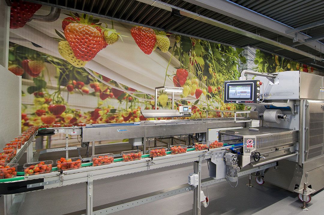 Nieuw zachtfruitpakstation FruitMasters kan topseal-verpakkingen aan. - Foto: MarkVerwey.nl
