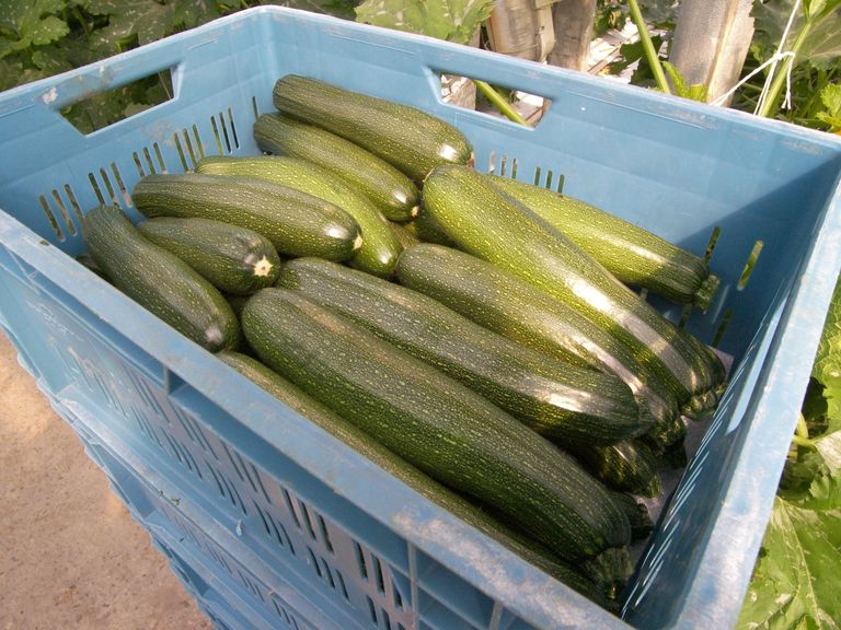 Marktupdate: prijzen courgettes gestegen