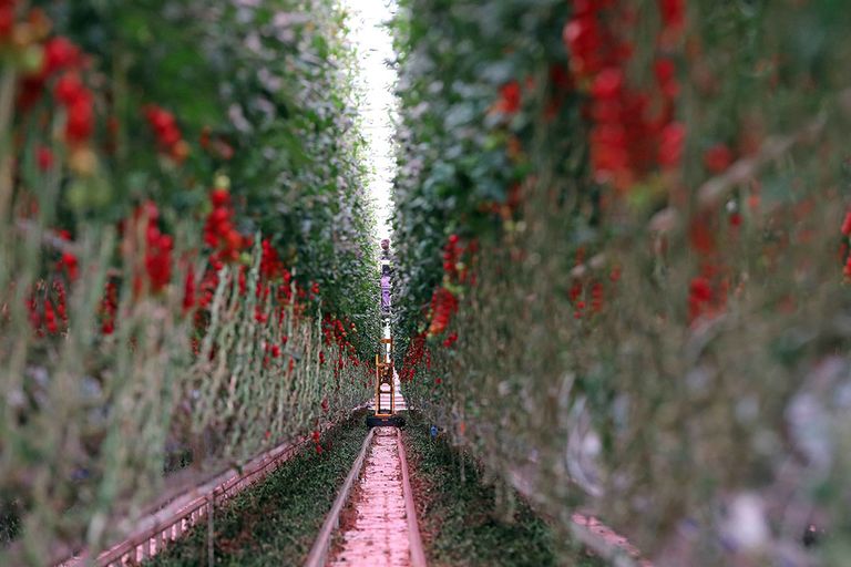 In paprika en tomaat worden proeven gedaan om te telen met zo min mogelijk energie, of zelfs zonder fossiele brandstoffen. - Foto: Fotostudio Atelier 68
