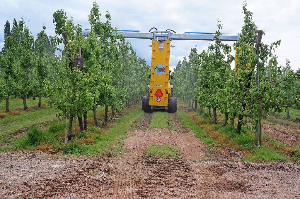 Fruitteelt in Vlaanderen onder druk. Foto: Joost Stallen