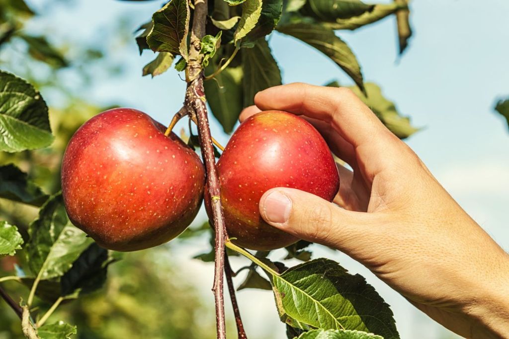 De marges in de Britse fruitteelt zijn extreem laag. – Foto: Canva/querbeet