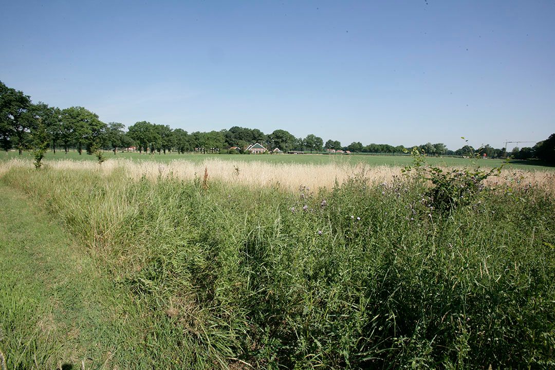 De stikstofconcentraties en stikstofneerslag in natuurgebieden moeten beter worden gemeten, vindt de commissie Hordijk. - Foto: Henk Riswick