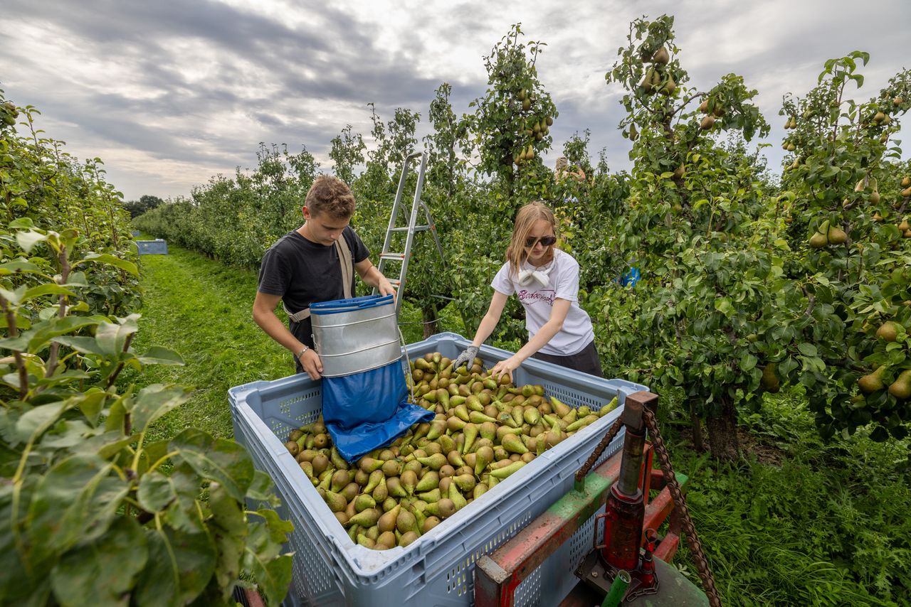 Peren plukken op archiefbeeld. Foto: Peter Roek