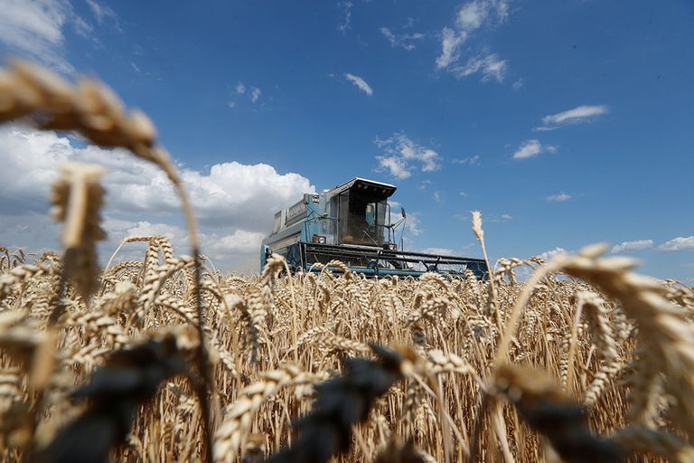 Tarwe-oogst in omgeving  van Kiev. De Europese Commissie zoekt naar alternatieve exportroutes voor graan uit Oekraïne. - Foto: Reuters
