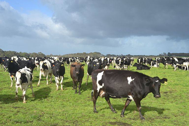 Het Canadese pensioenfonds PSP is ook eigenaar van een aantal melkveebedrijven in Nieuw-Zeeland en nam recent een aandeel van 24,9% in de grootste aandeelhouder van Fonterra, Dairy Holdings. Foto: René Groeneveld
