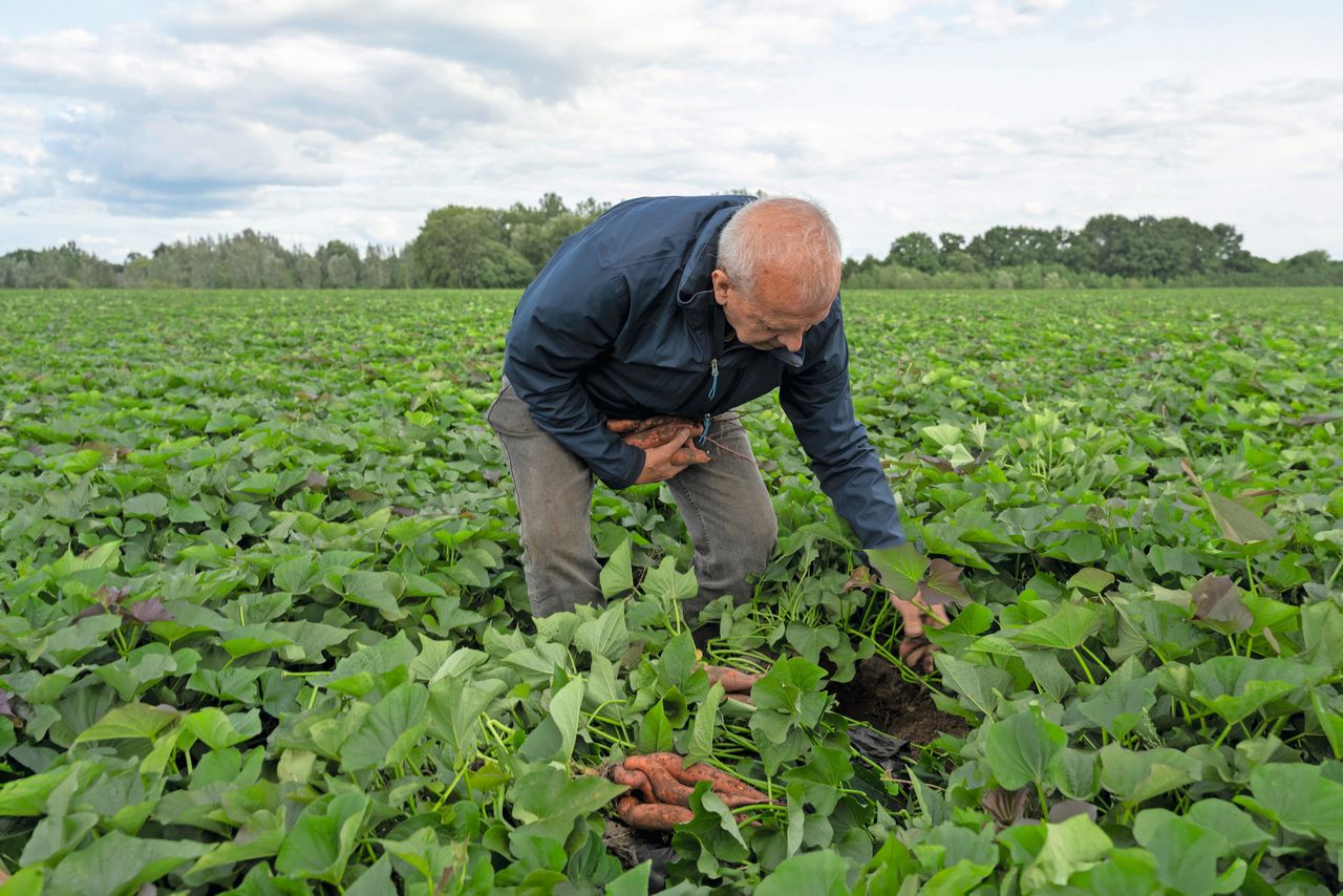 Pieter Verschure is positief over de stand van het gewas. Dit is goed gegroeid en op de vroege percelen is de knolvorming volgens de teler al goed op gang gekomen. Foto: Bram Becks
