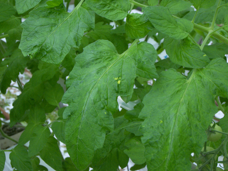 Toelating PMV-01 tegen pepino in tomaat ter inzage