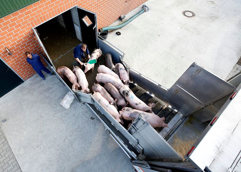 Beschikbare varkens worden vlot afgenomen. - Foto: Ruud Ploeg