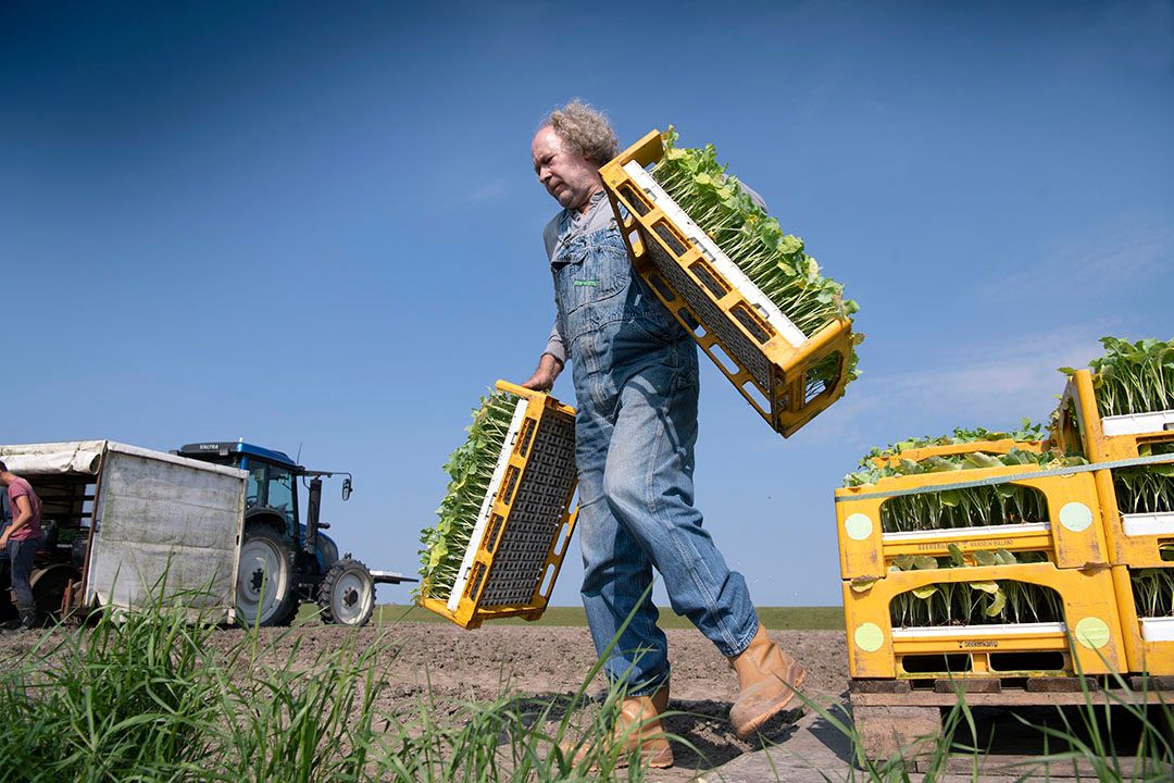 Teler Kees Nieuweboer plant bloemkool. - Foto: Mark Pasveer