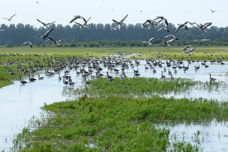 Wilde watervogels in Oost-Europa  kunnen mogelijk het virus meenemen richting Nederland. - Foto: Henk Riswick