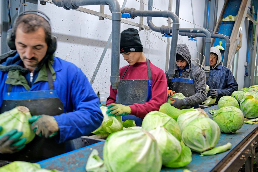 Arbeidsmigranten schonen sluitkool. Straks weer  eerst aantonen dat je daar onvoldoende Nederlanders voor kunt vinden? - Foto: Lex Salverda