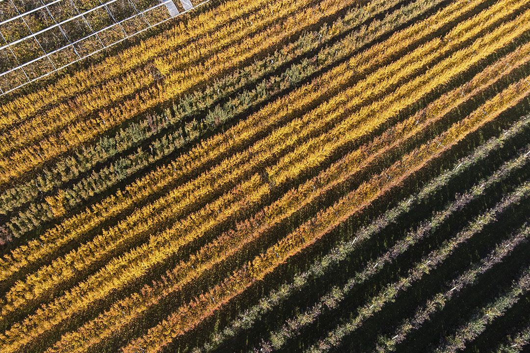 Fruitboomgaard in herfsttooi. Bomen blijven langer in blad.  Foto: ANP