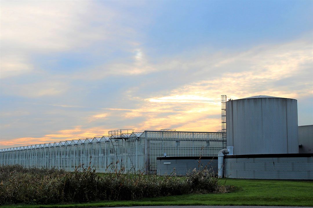 De glastuinbouw is weer de nummer 2 sector met het meeste vertrouwen. Foto: Ton van der Scheer